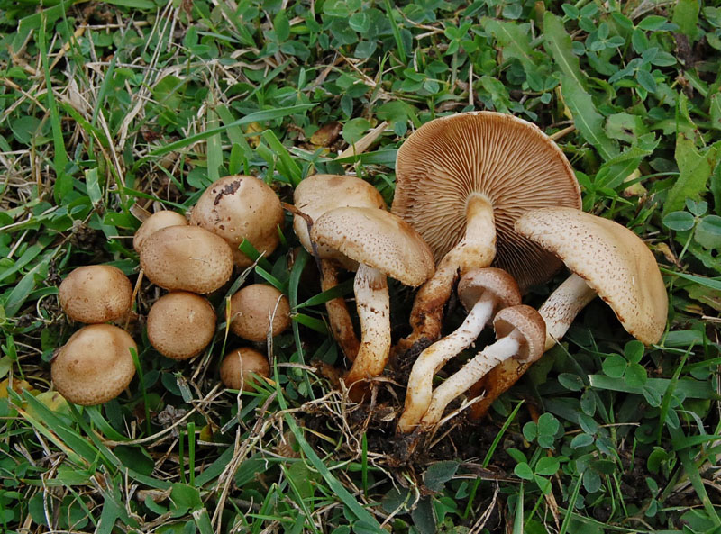 Pholiota gummosa